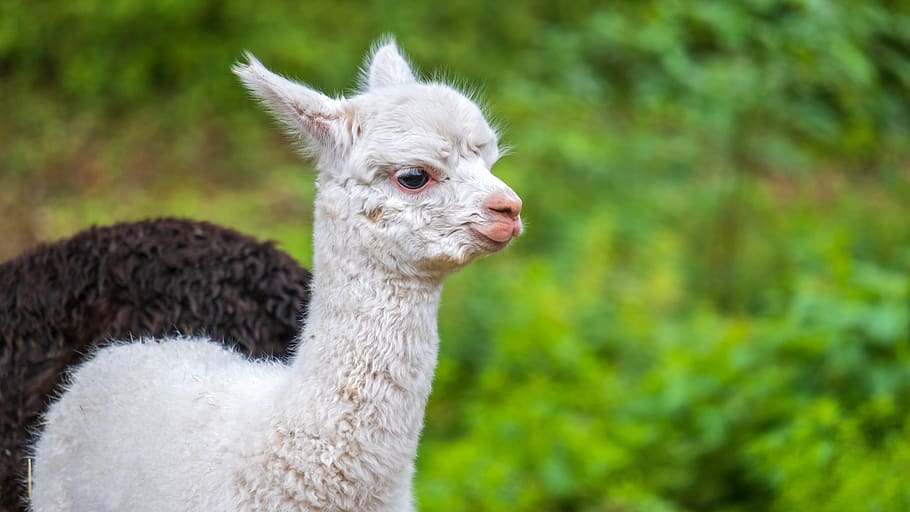 Baby Alpaca is born in Peru